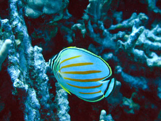 Butterfly fish vs AT&T